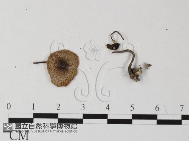 登錄號:F0025420藏品圖，第1張