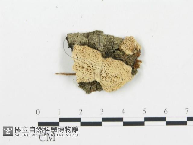 登錄號:F0009420藏品圖，第1張