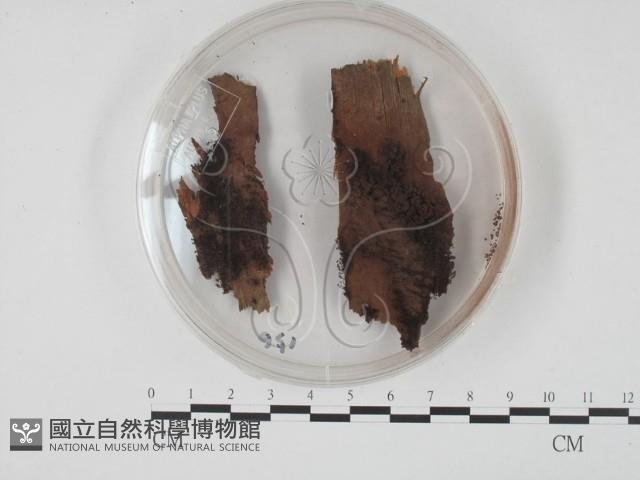 登錄號:F0003420藏品圖，第1張