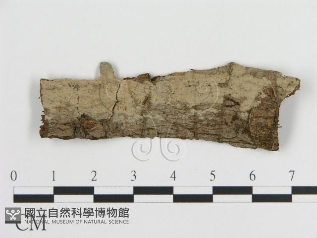 刺皮菌屬藏品圖，第1張