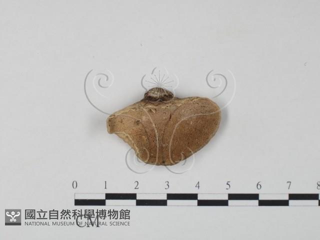 栓菌屬藏品圖，第1張