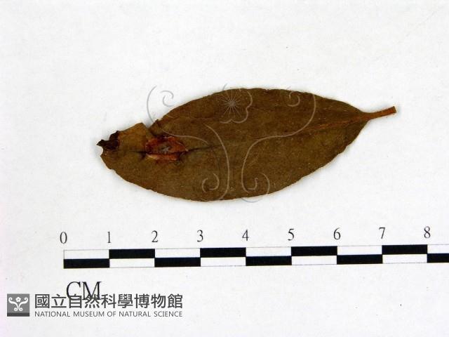 登錄號:F0020720藏品圖，第1張