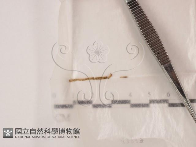 登錄號:F0000720藏品圖，第1張