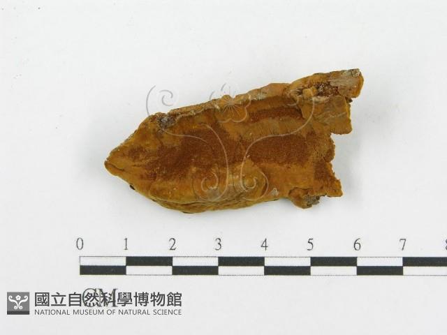 木層孔菌屬藏品圖，第1張