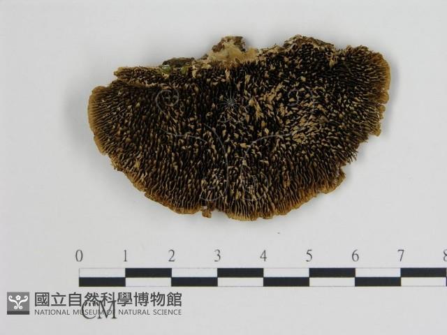 登錄號:F0006720藏品圖，第1張