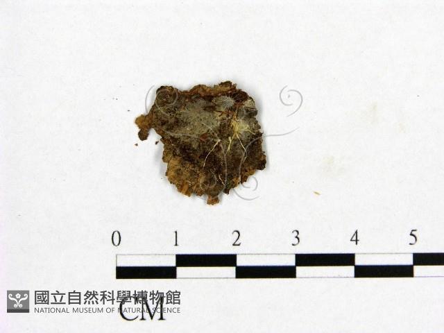 登錄號:F0016720藏品圖，第1張