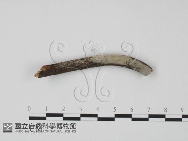 剛毛絲皮菌藏品圖，第1張