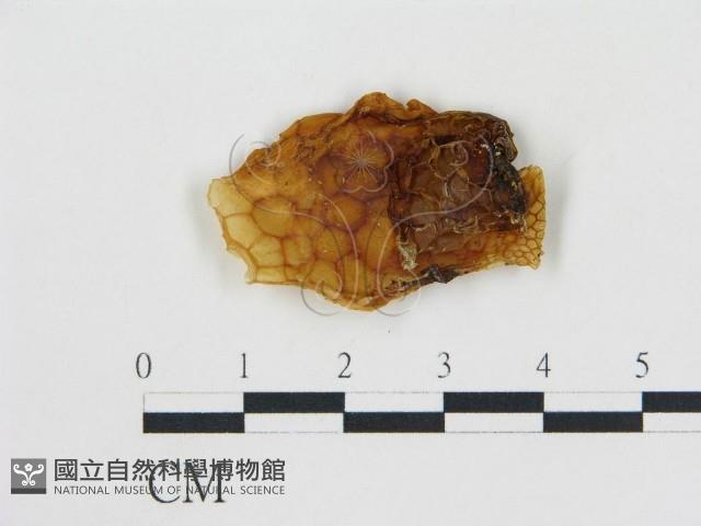 登錄號:F0001720藏品圖，第1張
