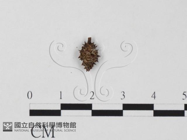 登錄號:F0011720藏品圖，第1張