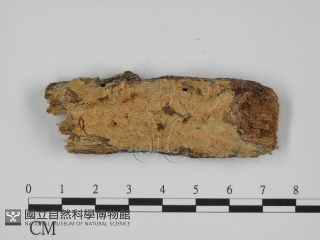 登錄號:F0024720藏品圖，第1張