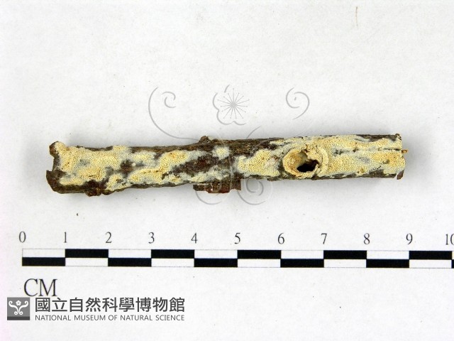 登錄號:F0022720藏品圖，第1張