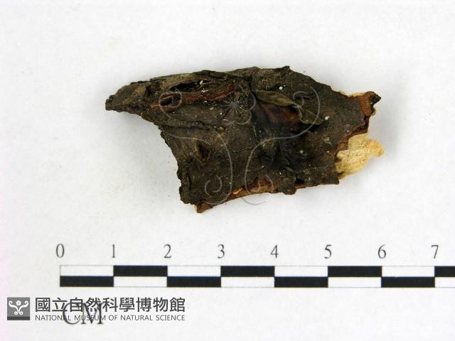 登錄號:F0002720藏品圖，第1張