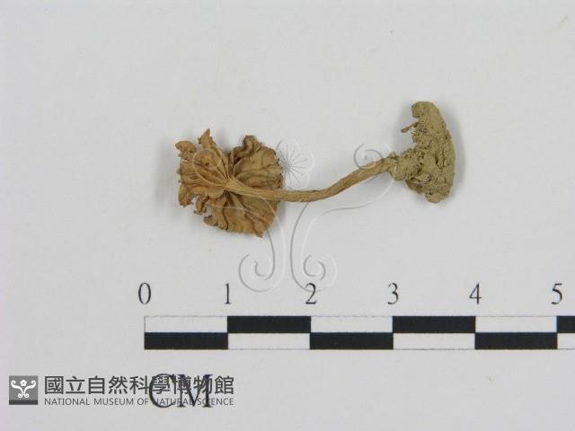 登錄號:F0012720藏品圖，第1張