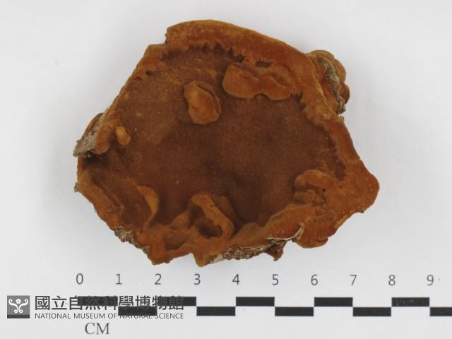 登錄號:F0032720藏品圖，第1張