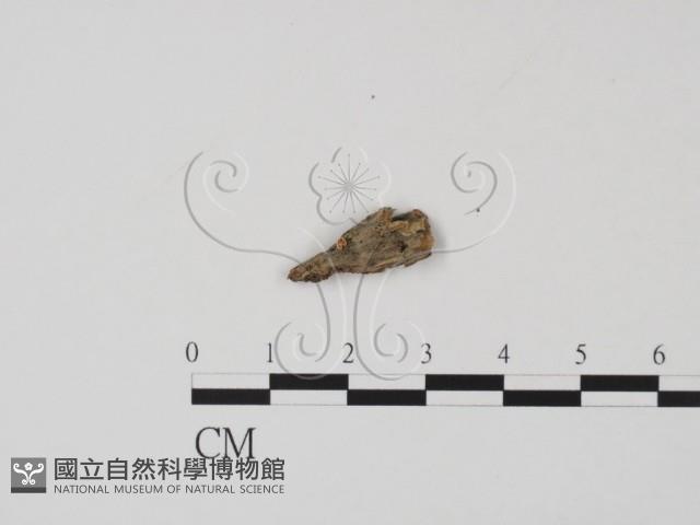 登錄號:F0007720藏品圖，第1張