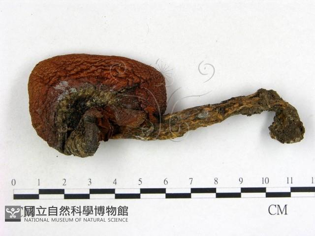 登錄號:F0017720藏品圖，第1張