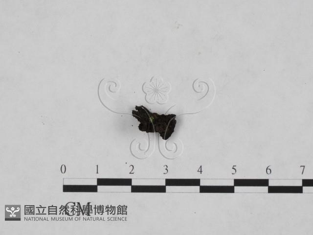 登錄號:F0019720藏品圖，第1張