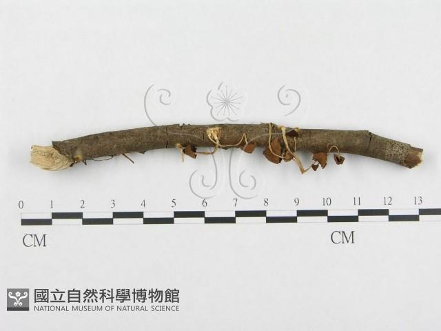 登錄號:F0003720藏品圖，第1張