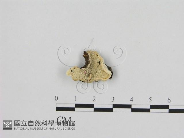 寡孔菌屬藏品圖，第1張