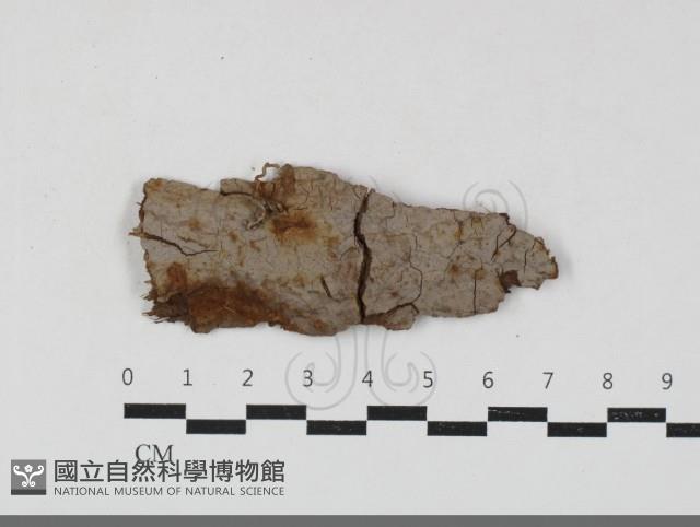 刺革菌屬藏品圖，第1張