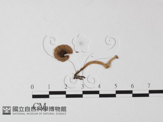 鵝膏屬藏品圖，第1張