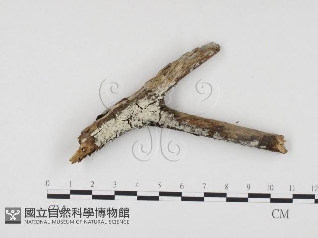 登錄號:F0000520藏品圖，第1張