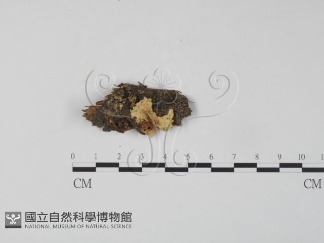 銀耳屬藏品圖，第1張