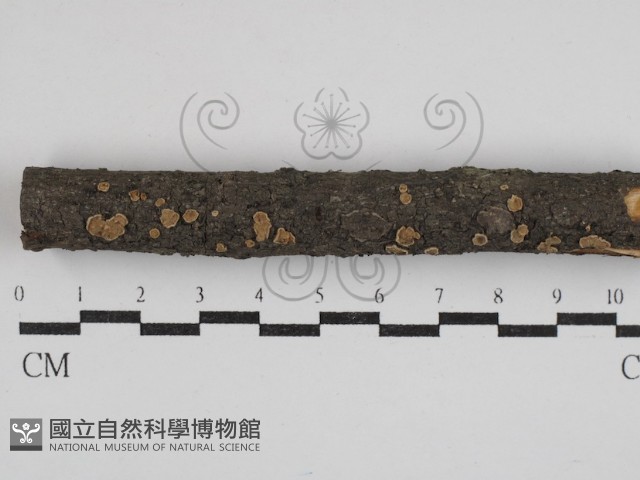 登錄號:F0030520藏品圖，第1張