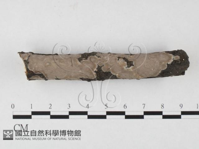 筍殼菌屬藏品圖，第1張