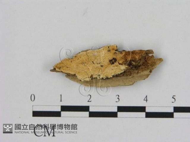 登錄號:F0006520藏品圖，第1張