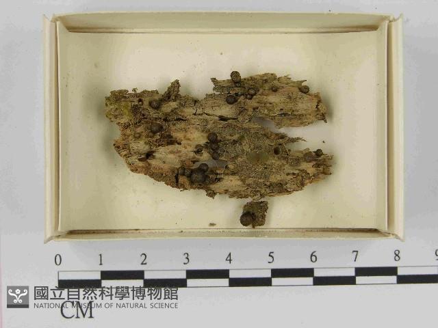 登錄號:F0021520藏品圖，第1張
