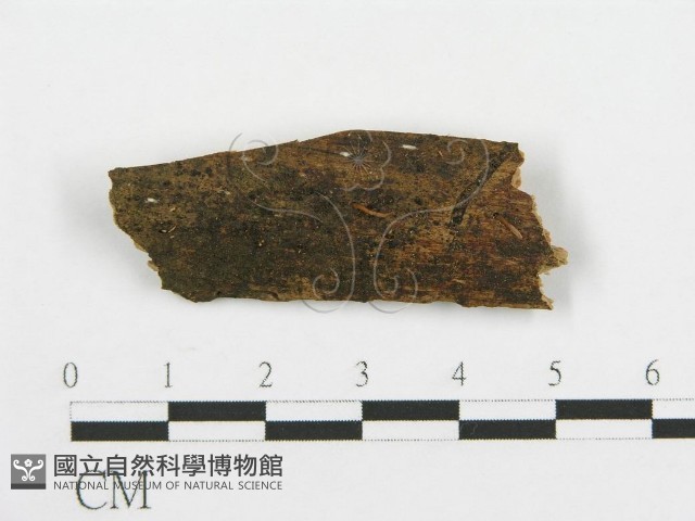 登錄號:F0001520藏品圖，第1張