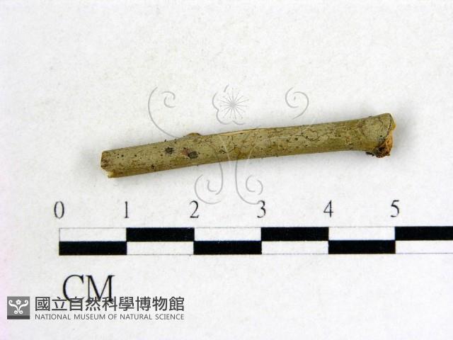 登錄號:F0011520藏品圖，第1張