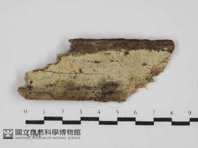 登錄號:F0031520藏品圖，第1張