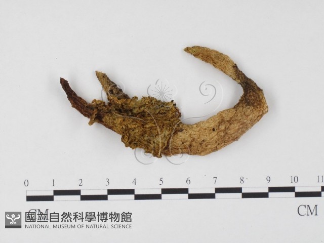 登錄號:F0024520藏品圖，第1張