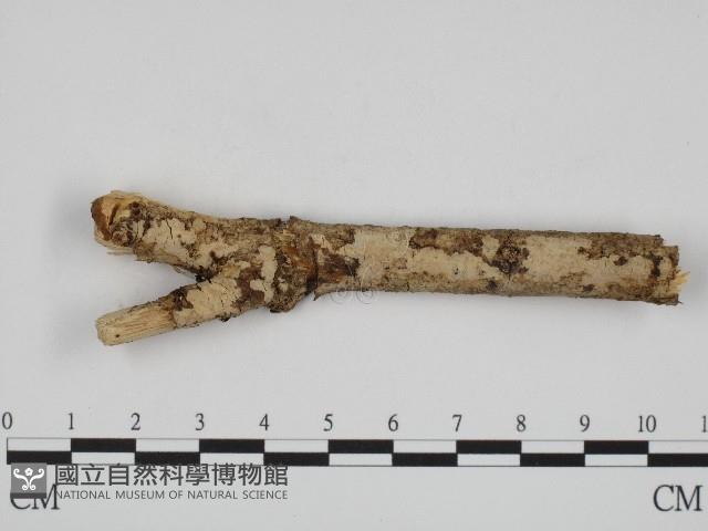 登錄號:F0004520藏品圖，第1張