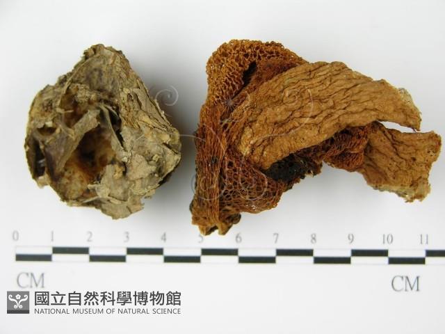 Accession Number:F0014520 Collection Image, Figure 1, Total 3 Figures