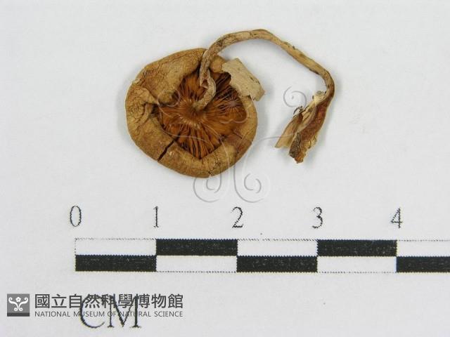 登錄號:F0012520藏品圖，第1張