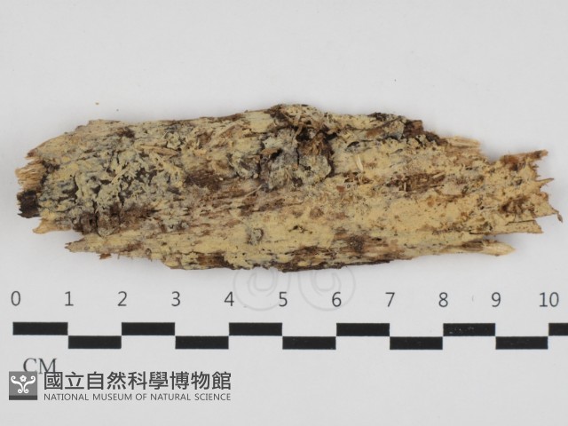 擬筍殼菌屬藏品圖，第1張