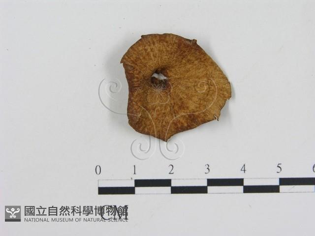 乳菇屬藏品圖，第1張