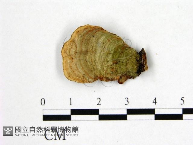 登錄號:F0015520藏品圖，第1張