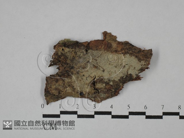 串擔革菌屬藏品圖，第1張