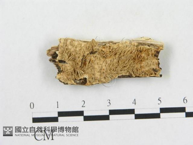 登錄號:F0009520藏品圖，第1張