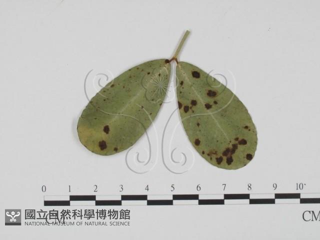 登錄號:F0019520藏品圖，第1張