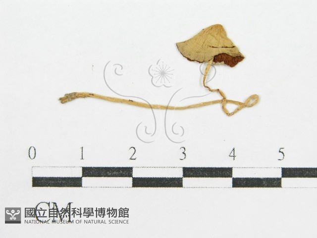 登錄號:F0003520藏品圖，第1張