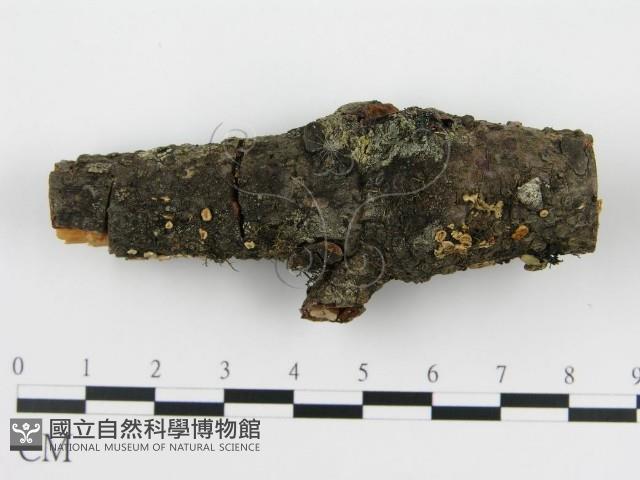 盤革菌屬藏品圖，第1張