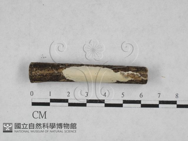 館號:F0028120藏品圖，第1張