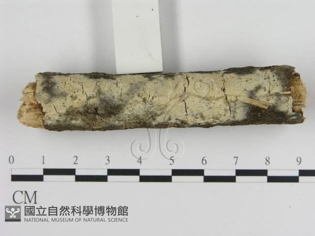 絲皮菌屬藏品圖，第1張