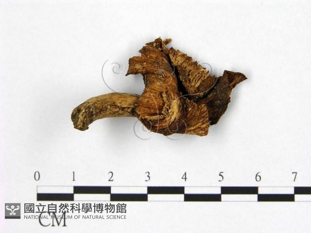 登錄號:F0010120藏品圖，第1張