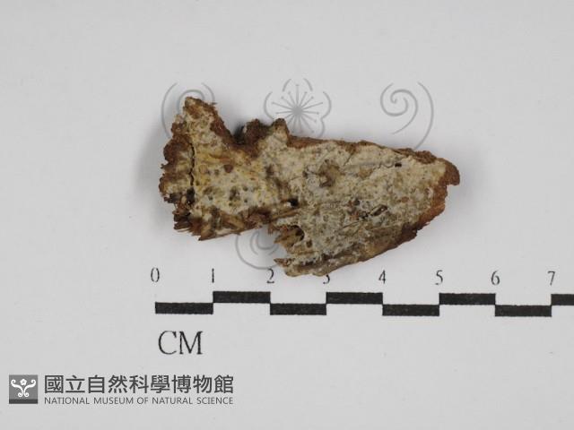 阿太菌屬藏品圖，第1張